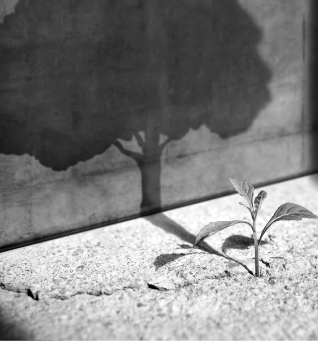 Image of a small tree sapling growing out of concrete